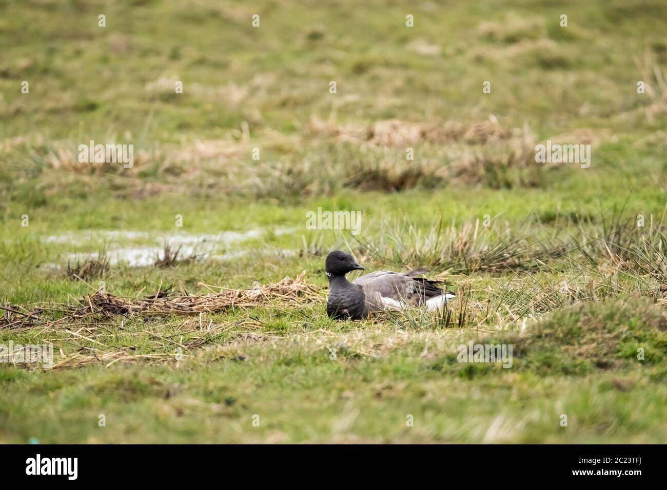 Ringelgans Stockfoto