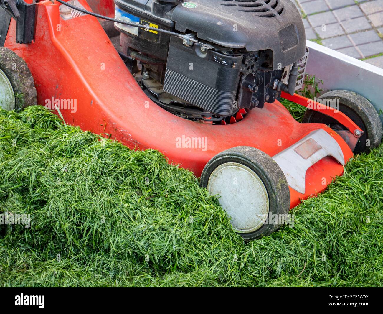 Rasenpflege Grünschnitt Rasenmäher im Garten Stockfoto