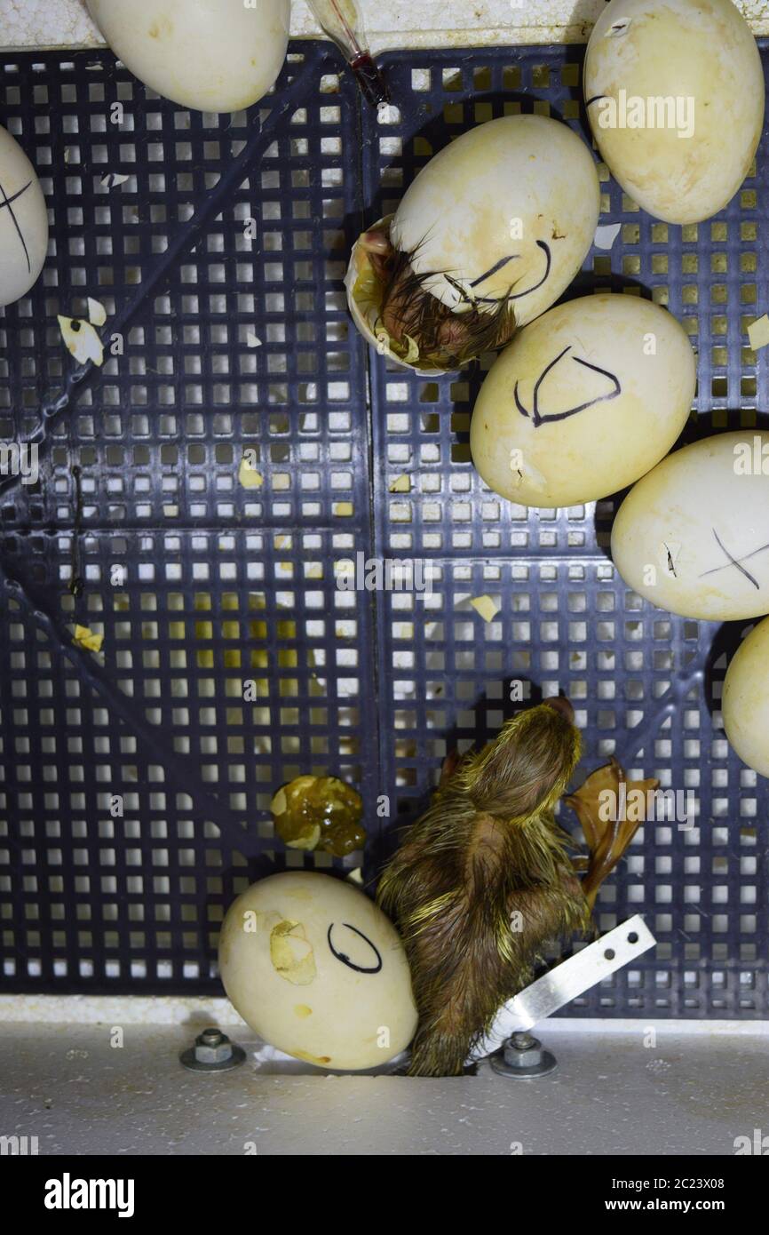Ausbrüten von Eiern von Entenküken einer Moschus Ente im Inkubator. Anbau von Geflügel. Stockfoto