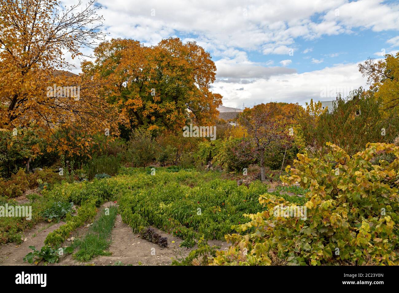 Landwirtschaftliche Garten von Paprika und Herbst Farben, in Armenien Stockfoto