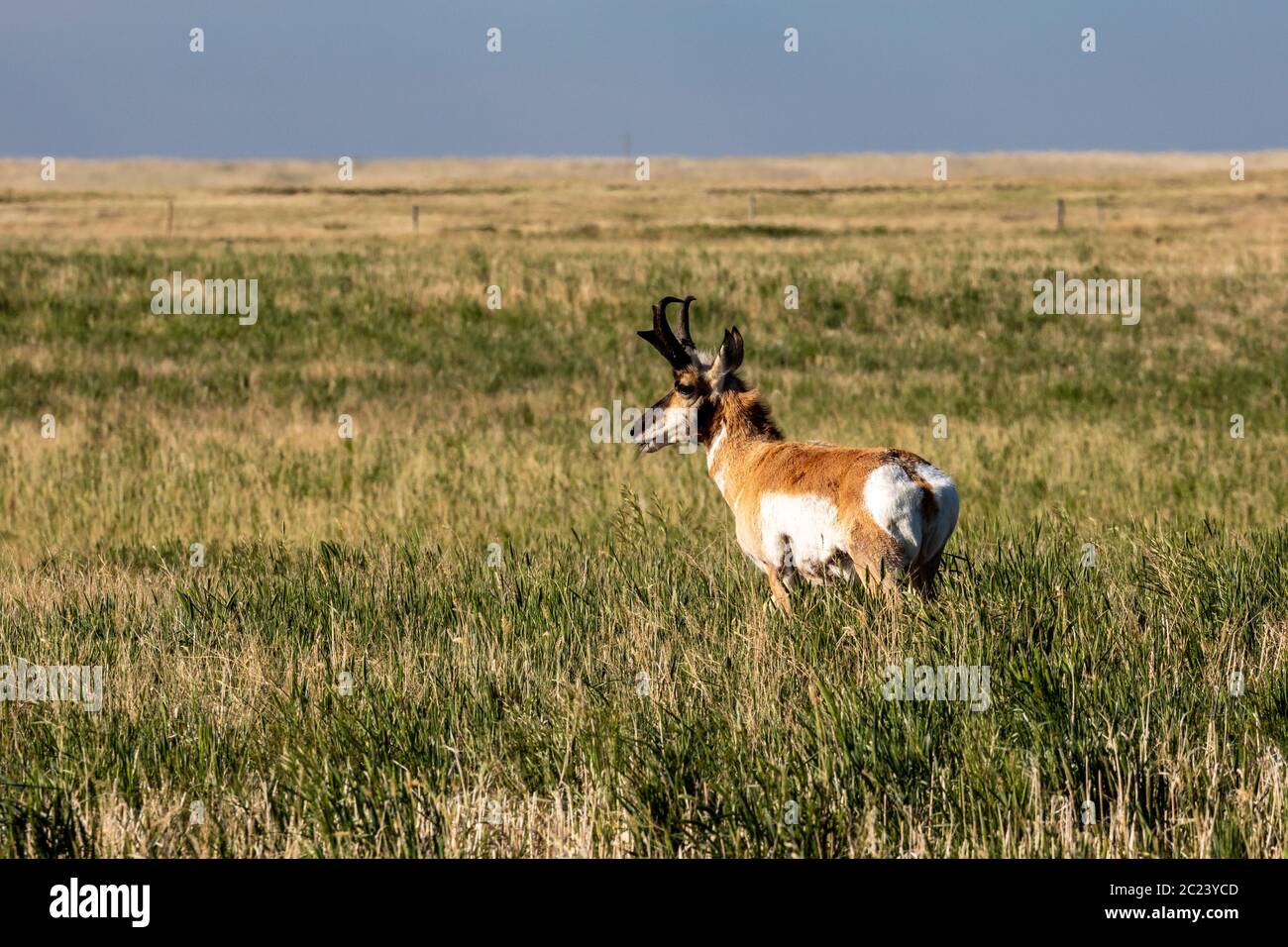 Pronghorn-Antilope in der Prärieung von Kanada Stockfoto