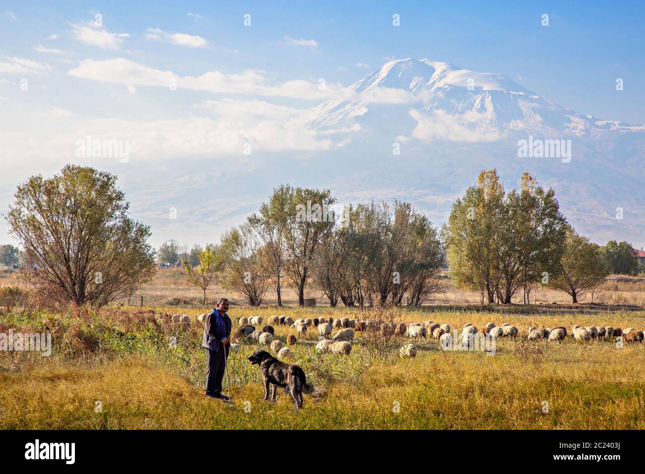 Armenischer Hirte, sein Hund und Schafherde mit dem Berg Ararat im Hintergrund, in der Nähe von Jerewan, Armenien Stockfoto