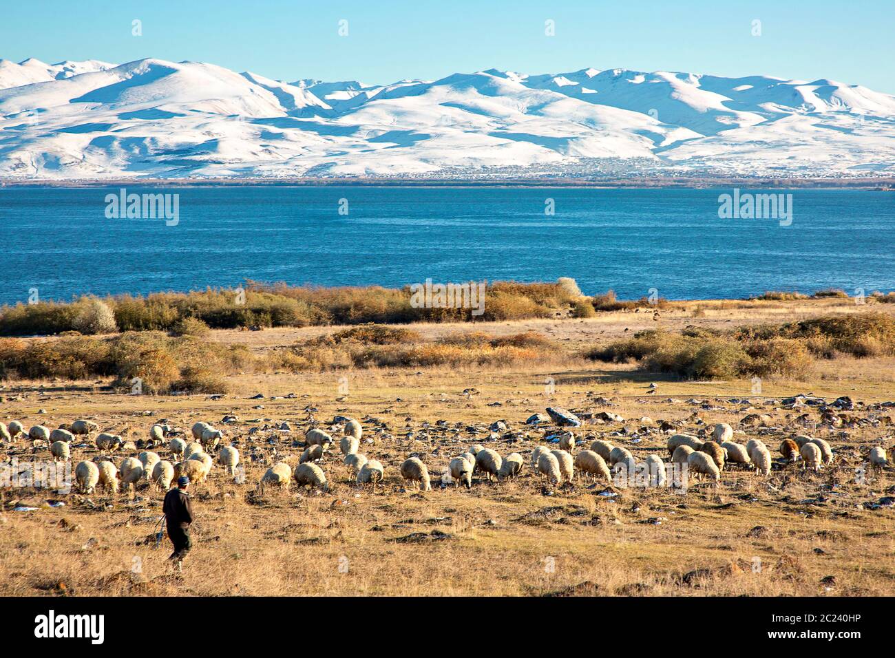 Schafherde mit dem Sevan See im Hintergrund in Armenien Stockfoto