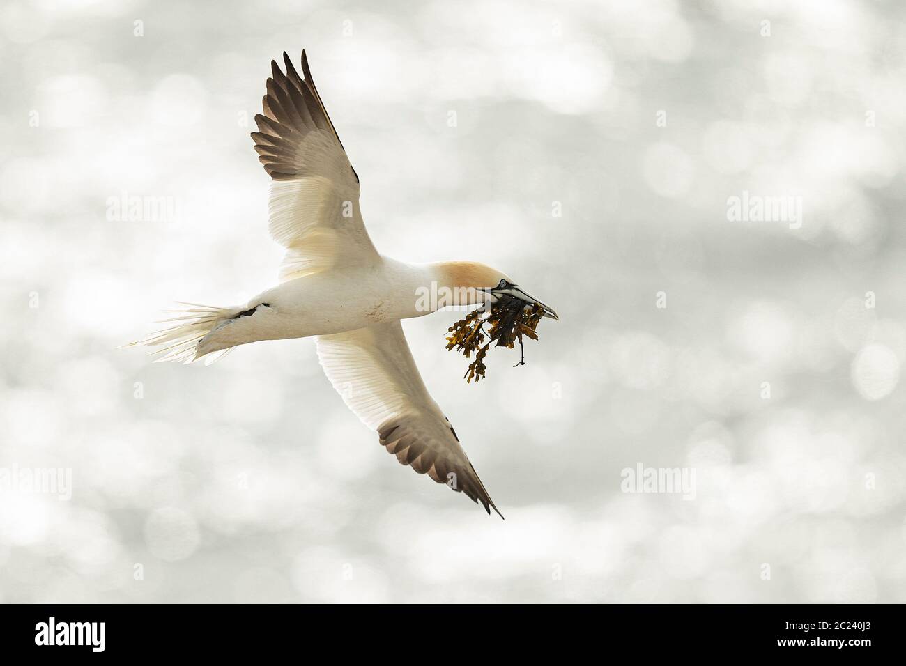 Ein nördlicher Gannet (Morus bassanus), der mit Nistmaterial herumfliegt, Great Saltee Island, Irland Stockfoto