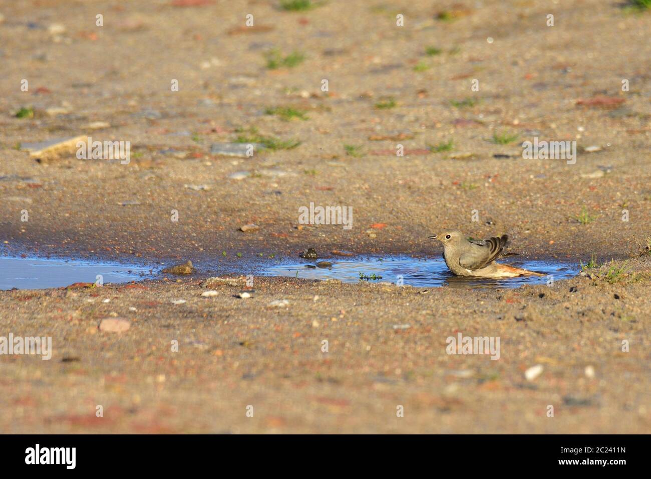 Schwarzer Rottanz in einer Pfütze an der ostsee Stockfoto
