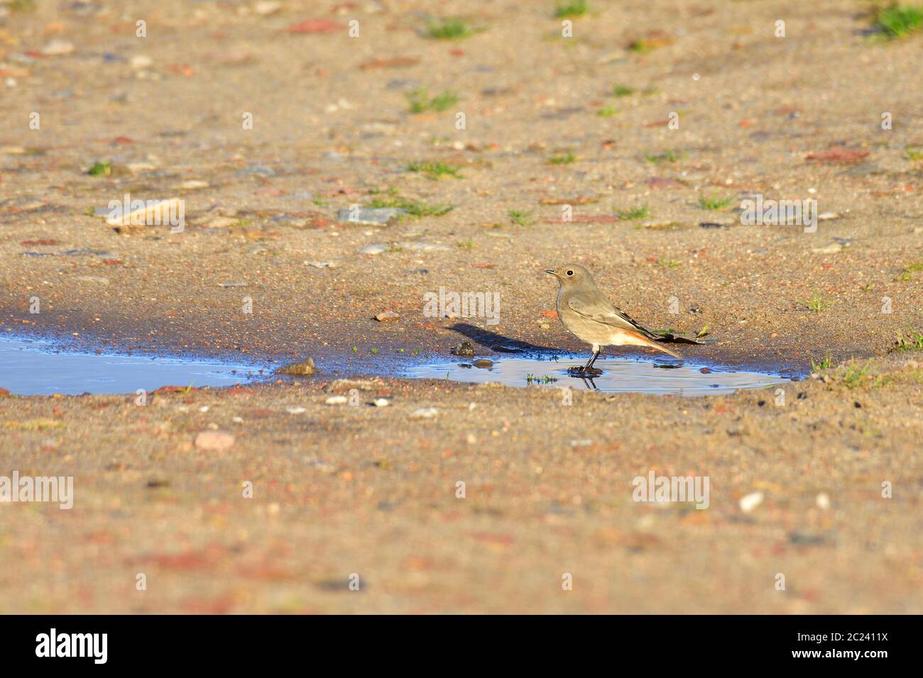 Schwarzer Rottanz in einer Pfütze an der ostsee Stockfoto