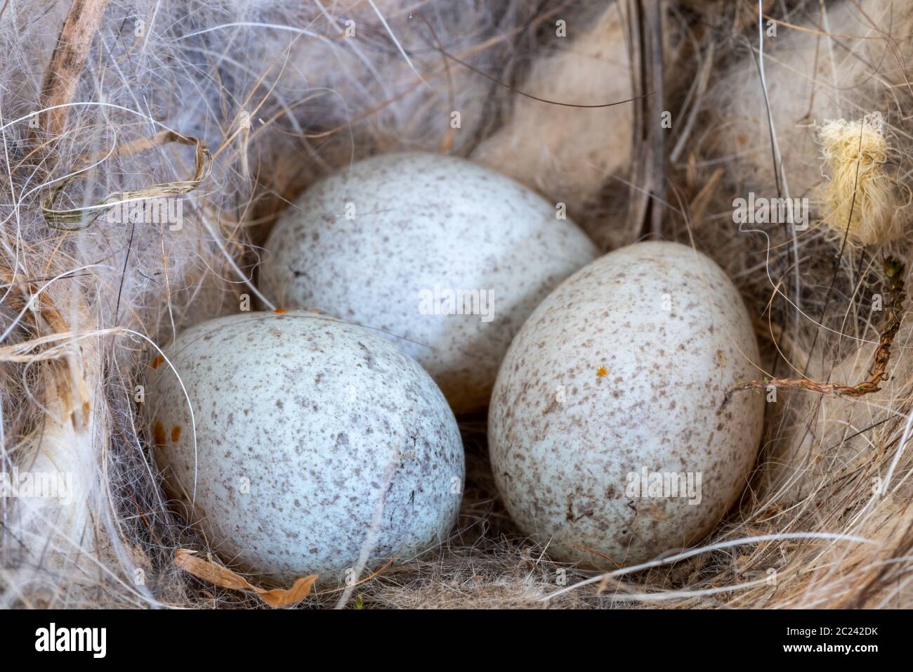 Nahaufnahme von Rotkehlchen Eier in einem Nest Stockfoto