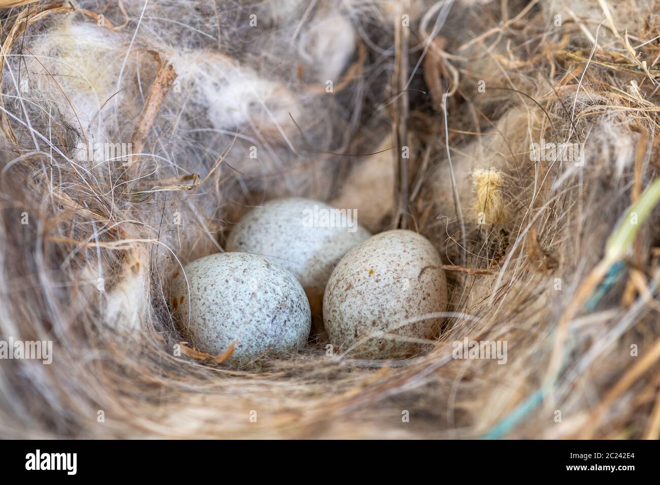 Nahaufnahme von Rotkehlchen Eier in einem Nest Stockfoto