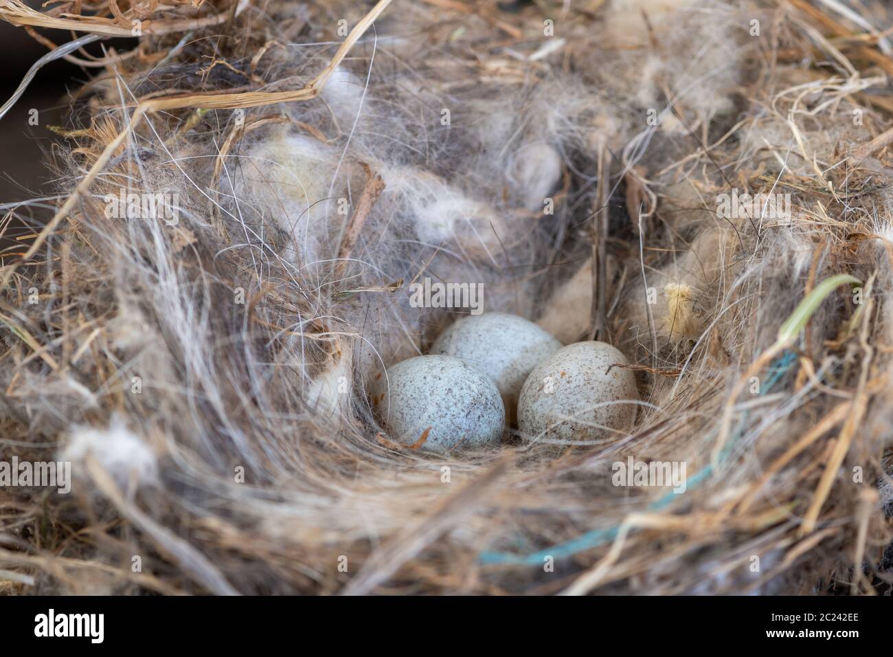 Nahaufnahme von Rotkehlchen Eier in einem Nest Stockfoto