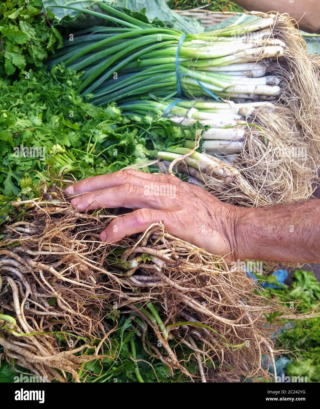 Hand einer Person mittleren Alters, die Gemüse auf der Messe pflückt. Salvador, Bahia; Brasilien Stockfoto