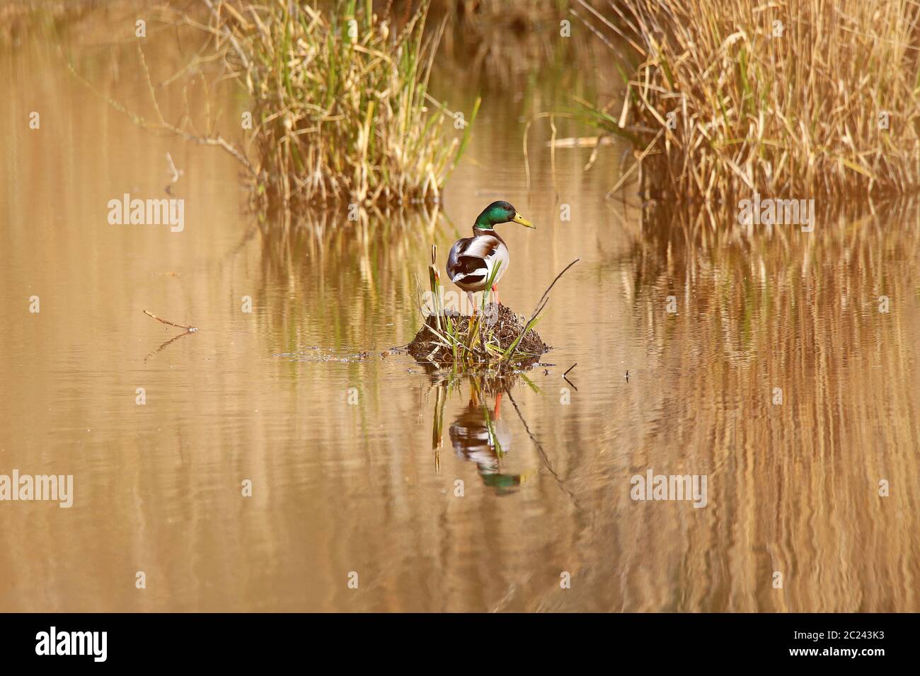 Männchen der Stockente im Naturschutzgebiet Wagbachnieden Stockfoto