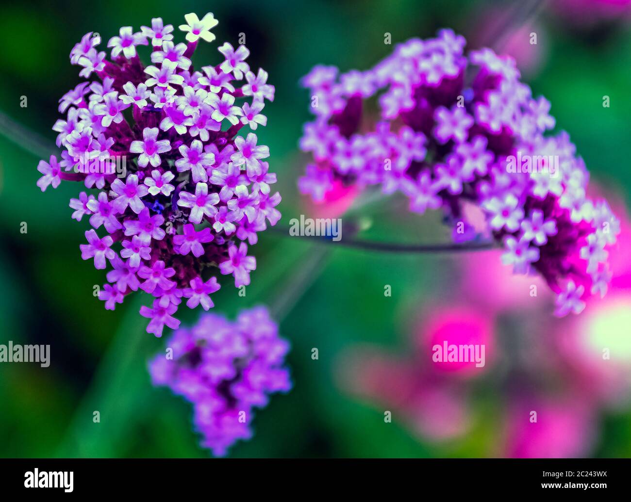 Verbena brasiliensis bekannt als brasilianische Verbena oder brasilianische Vervain Stockfoto