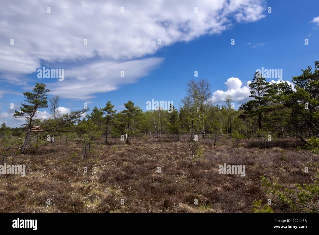 Schwarzes Moor Stockfoto