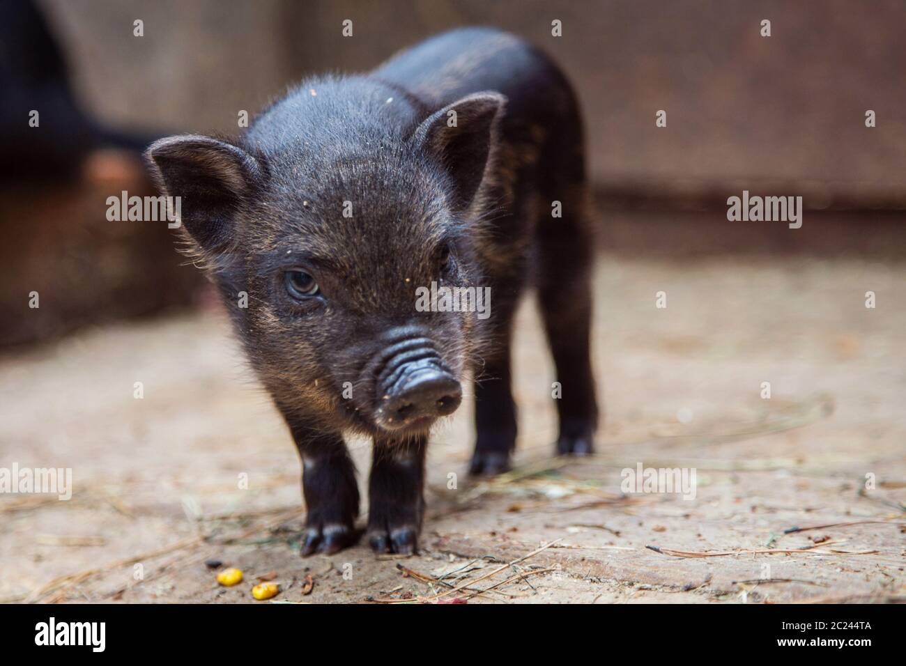 Lustiges schwarzes Ferkel auf einem Bauernhof, das neugierig die Kamera anschaut. Kleines Baby Schwarzes Schwein im Stall auf dem Bauernhof. Neugierig Haustier Baby Schwein. Neugierig Haustier Baby Schwein. Stockfoto