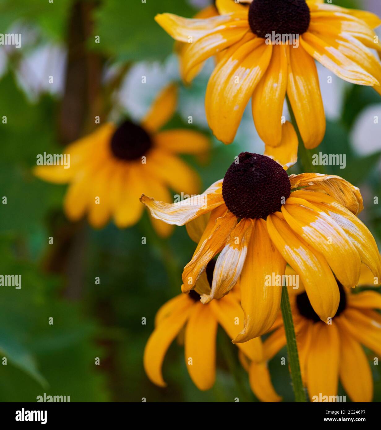 Verblassende Gelb Gelb Rudbeckien, in der Nähe Stockfoto