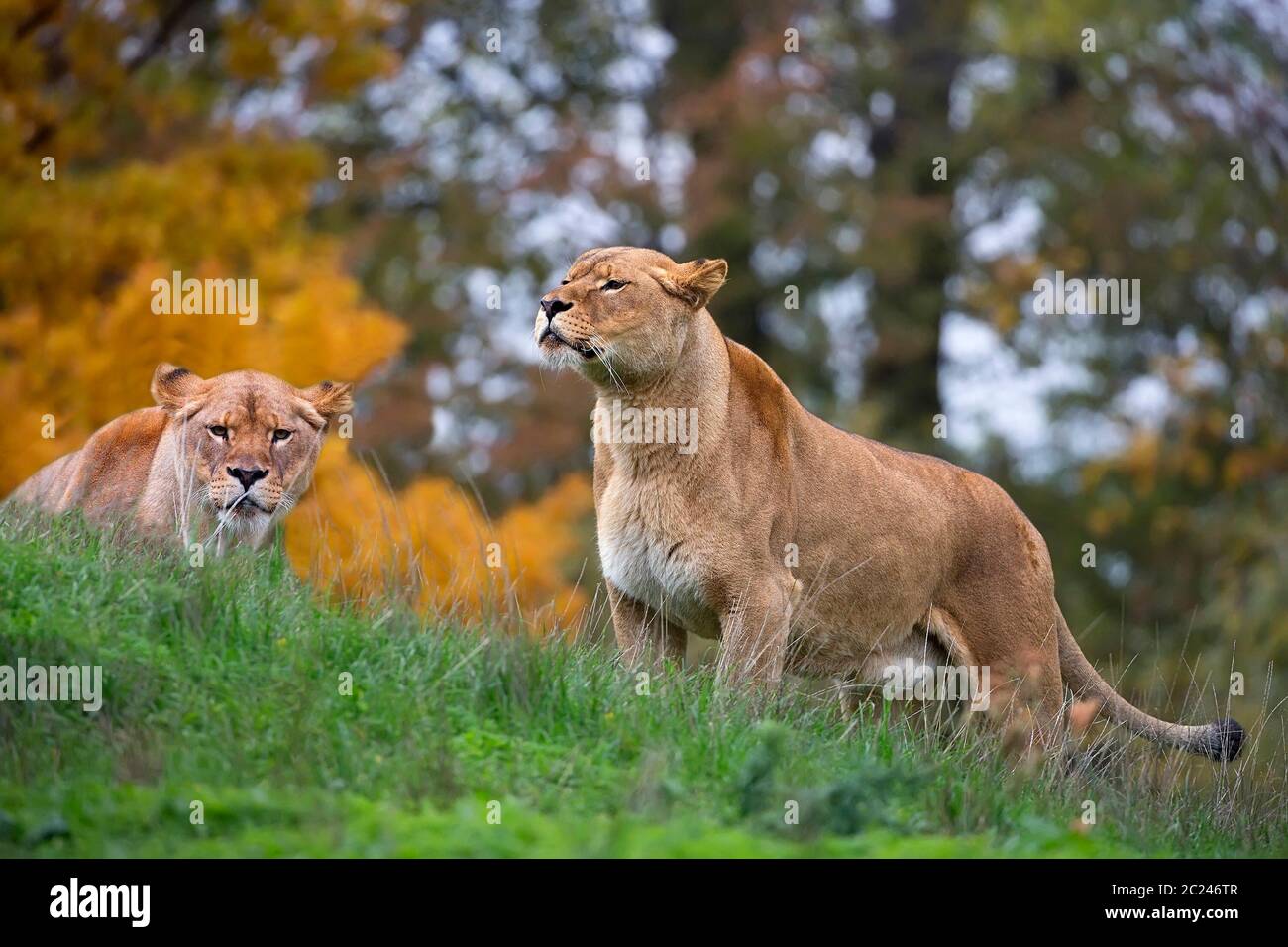 Löwinnen in der Wildnis Stockfoto