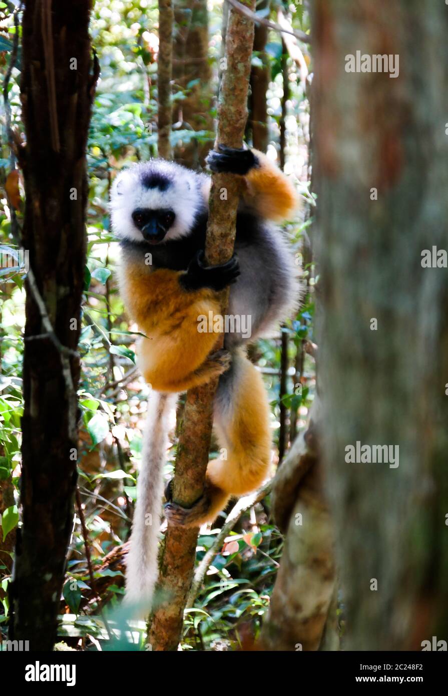 Porträt von diademed sifaka aka Propithecus diadema Madagaskar Stockfoto