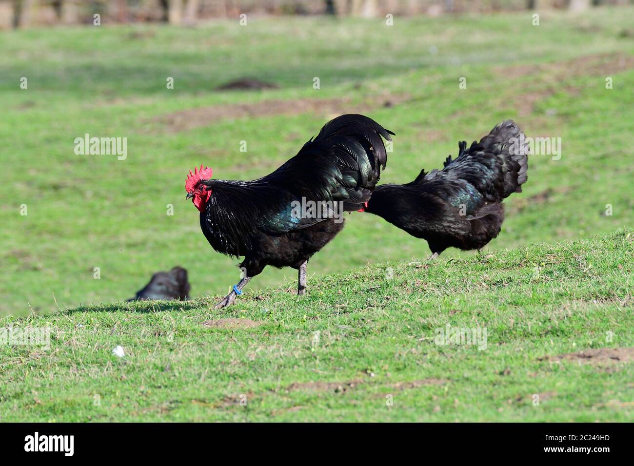 Australorp Huhn auf einem Bauernhof im Frühjahr. Stockfoto