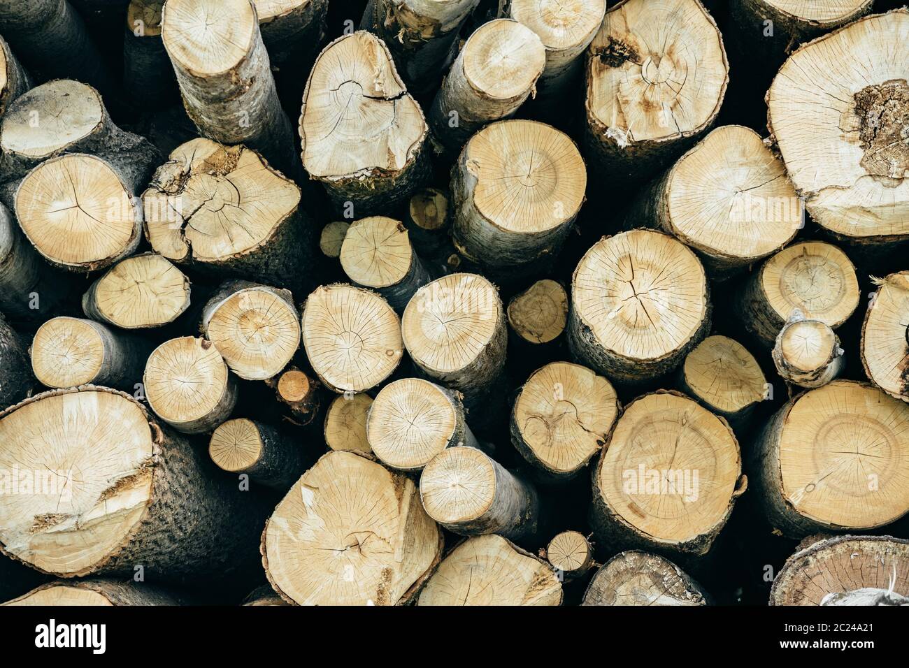Die Baumstämme verschiedener Bäume, die vom Sägeschnitt fotografiert wurden Stockfoto