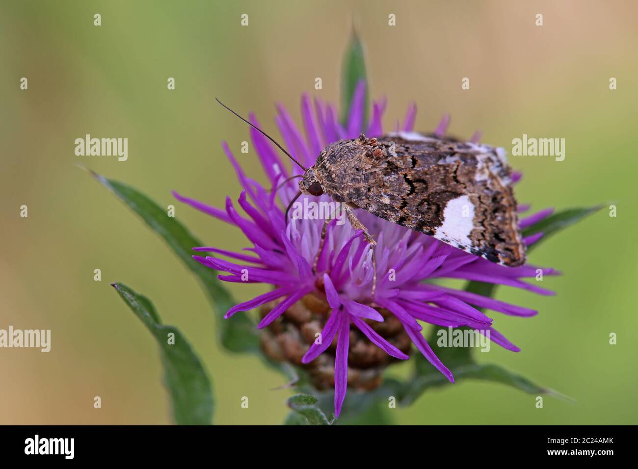 Makro-Ackerwinde-Trauereule Tyta luctuosa Stockfoto