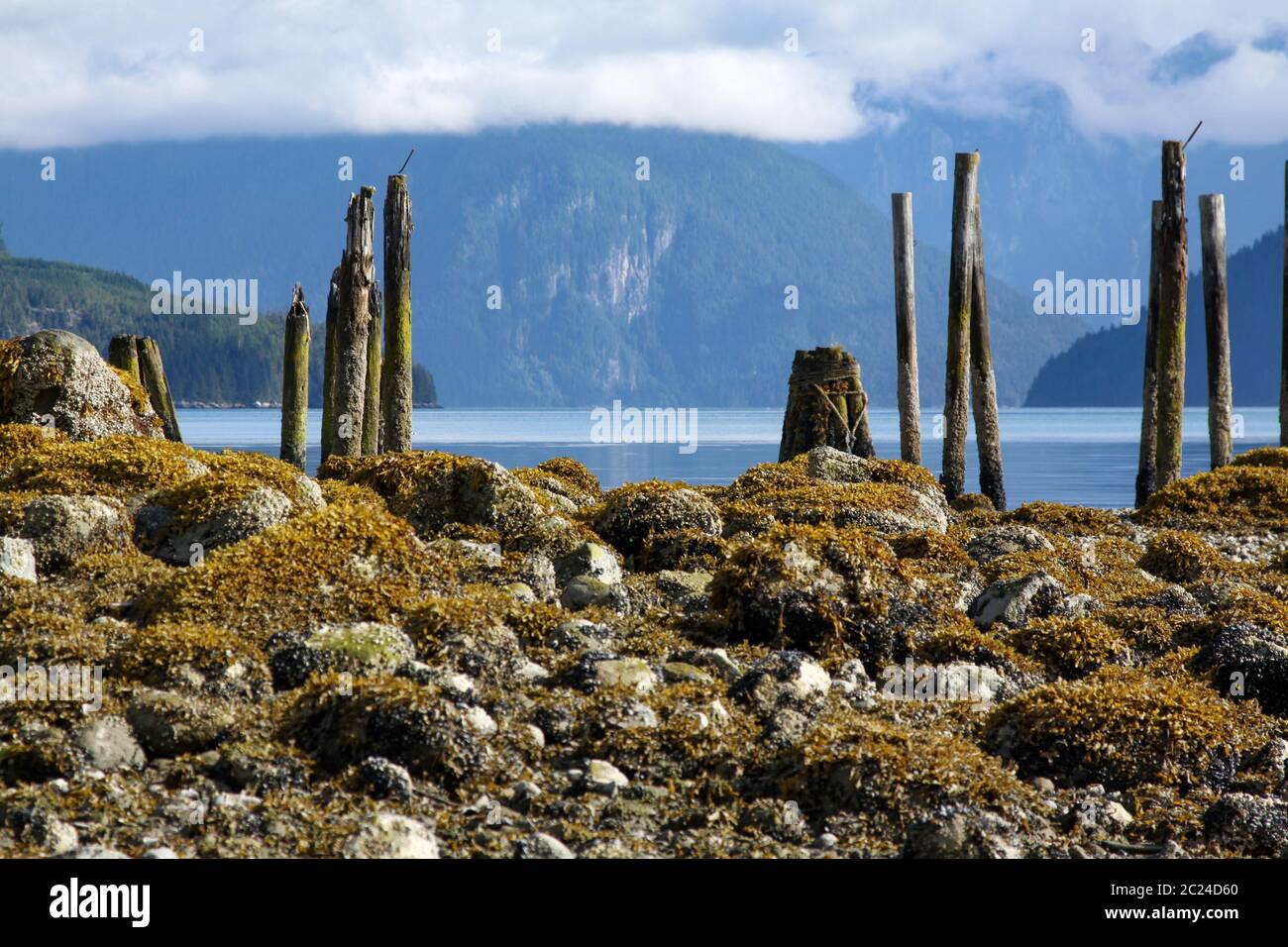 Kahle Baumstämme ragen am steinigen Ufer des Fjords in British Columbia hervor Stockfoto