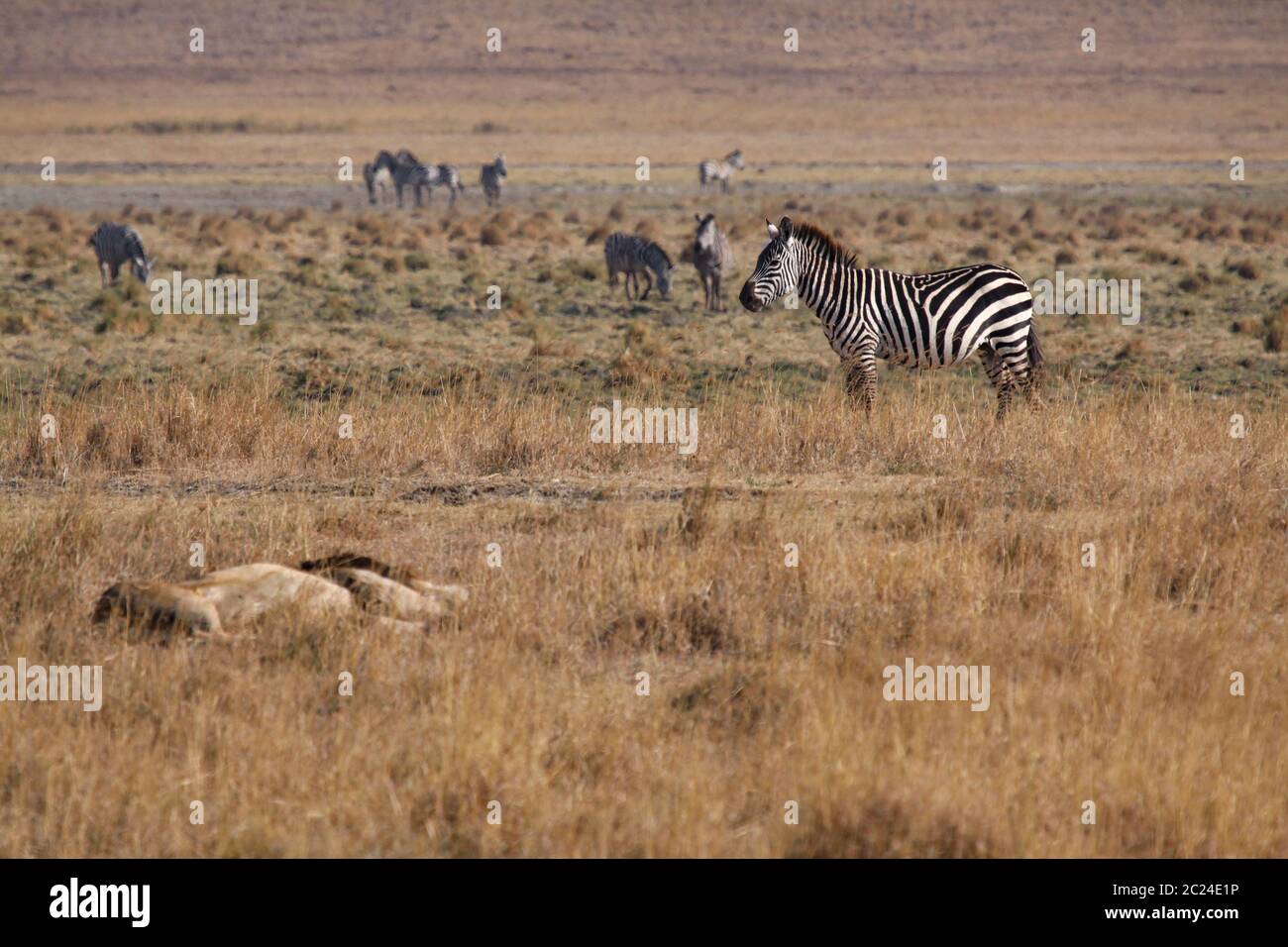 Zebra mit Angst steht neben dem schlafenden Löwen Stockfoto