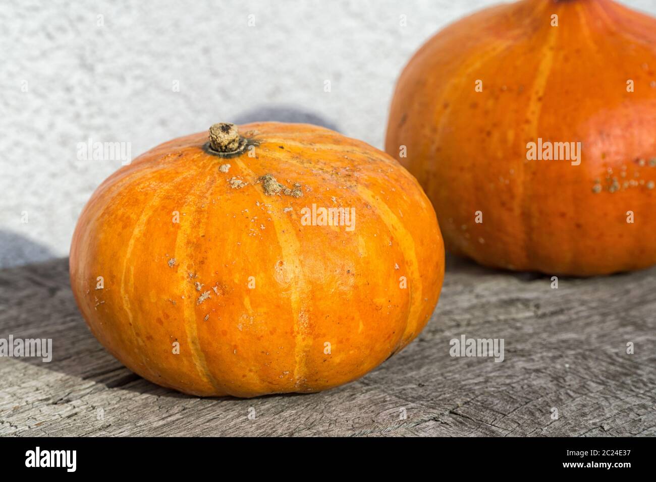 Herbst orange Kürbisse auf alten Holztisch gegen weiße Wand Nahaufnahme. Bio-Lebensmittel und gesunde Lebensmittel. Thanksgiving und Halloween Konzept. Stockfoto