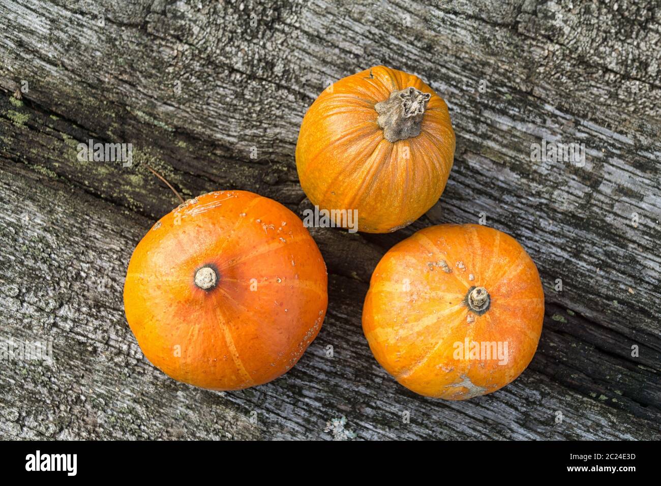 Herbst orange Kürbisse auf rustikalen Holztisch Blick von oben. Bio-Lebensmittel und gesunde Lebensmittel. Thanksgiving und Halloween Konzept. Stockfoto