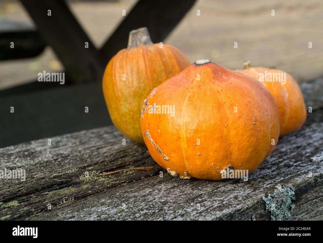 Herbst orange Kürbisse auf rustikalen Holztisch Nahaufnahme. Bio-Lebensmittel und gesunde Lebensmittel. Thanksgiving und Halloween Konzept. Stockfoto