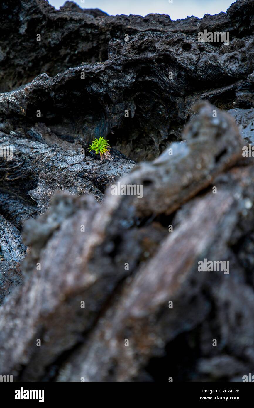 Kleine grüne Pflanze als Sieger wächst auf schwarzem Lavastein Stockfoto