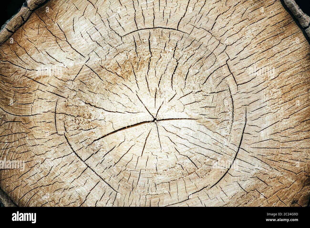 Schneiden Sie Protokolle aus der Nähe für Ihre Kreativität Stockfoto