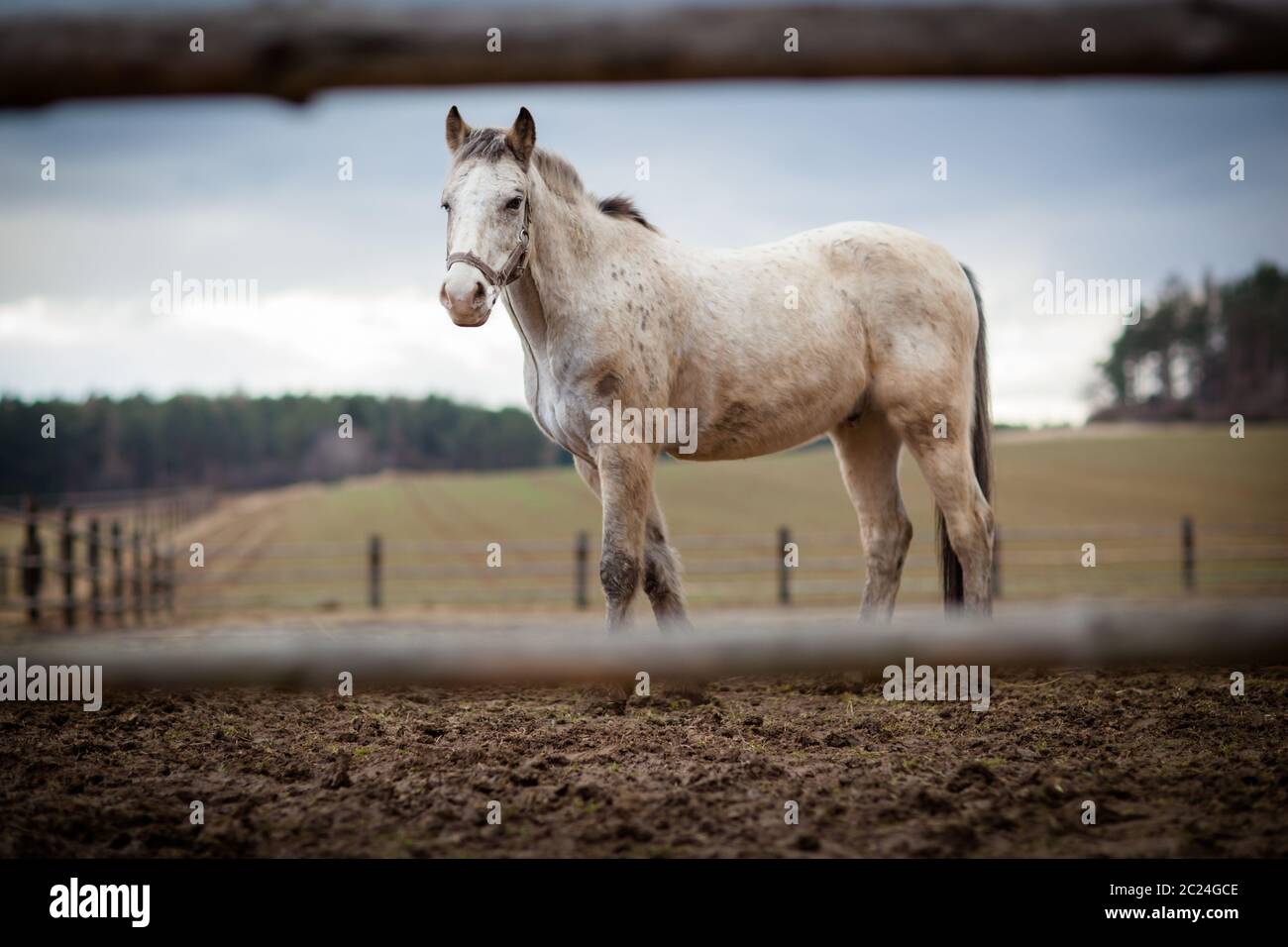 Pferd am Stall (Farbtonbild; flaches DOF) Stockfoto