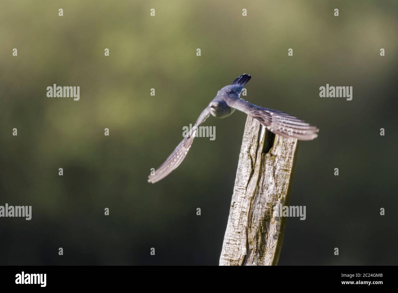 Eine gemeinsame Kuckuck sitzt auf einem Pfosten Stockfoto