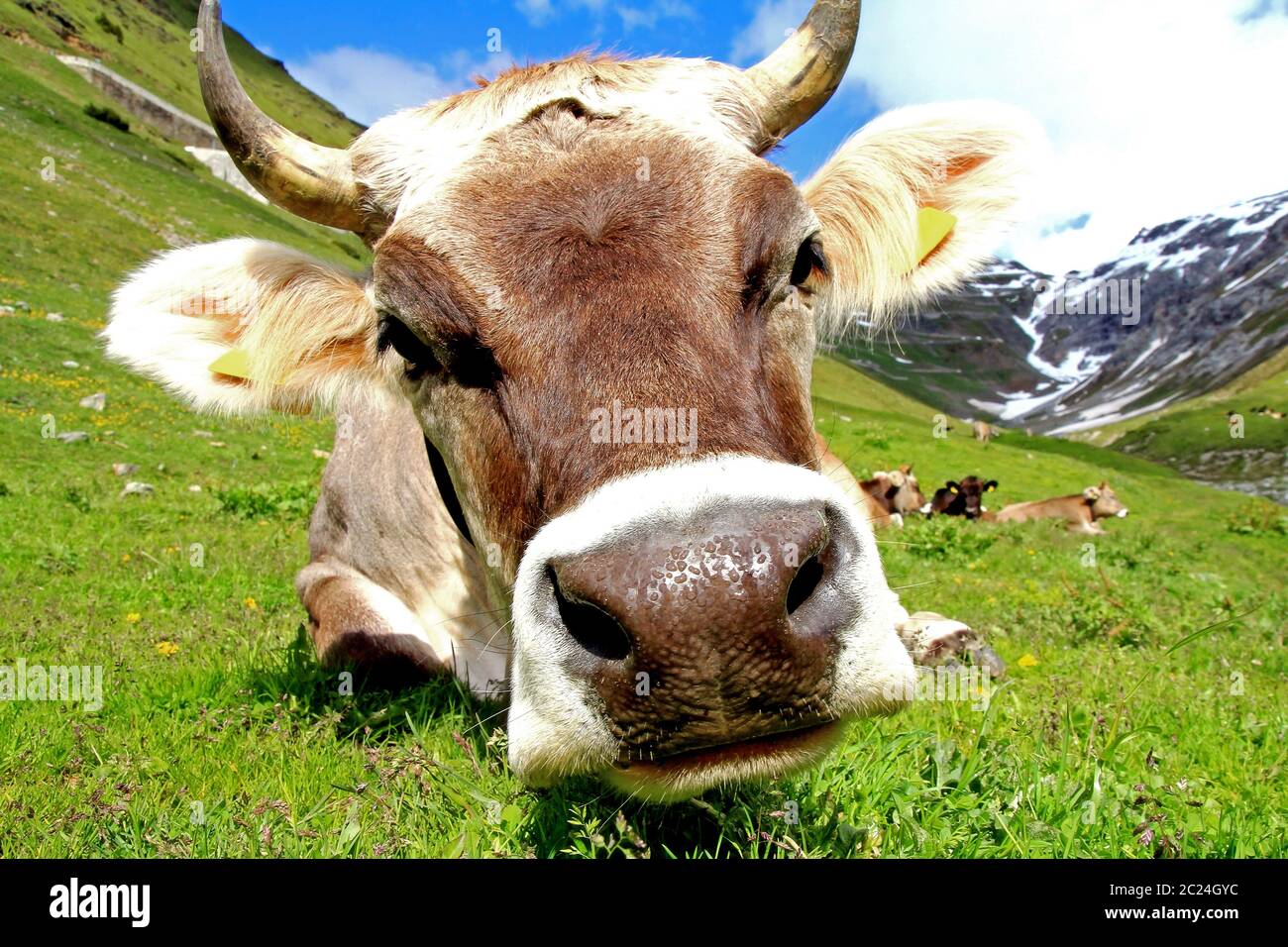 Ein hübsches junges braunes Vieh mit Hörnern in den Bergen. Eine neugierige Kuh Stockfoto