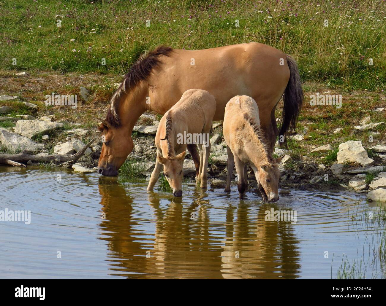 Konik Pferde, Stute und zwei Fohlen an einem Wasserloch Stockfoto