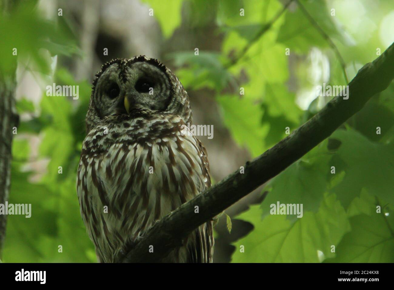 Nahaufnahme eines erwachsenen Sperlingskauzes. Stockfoto