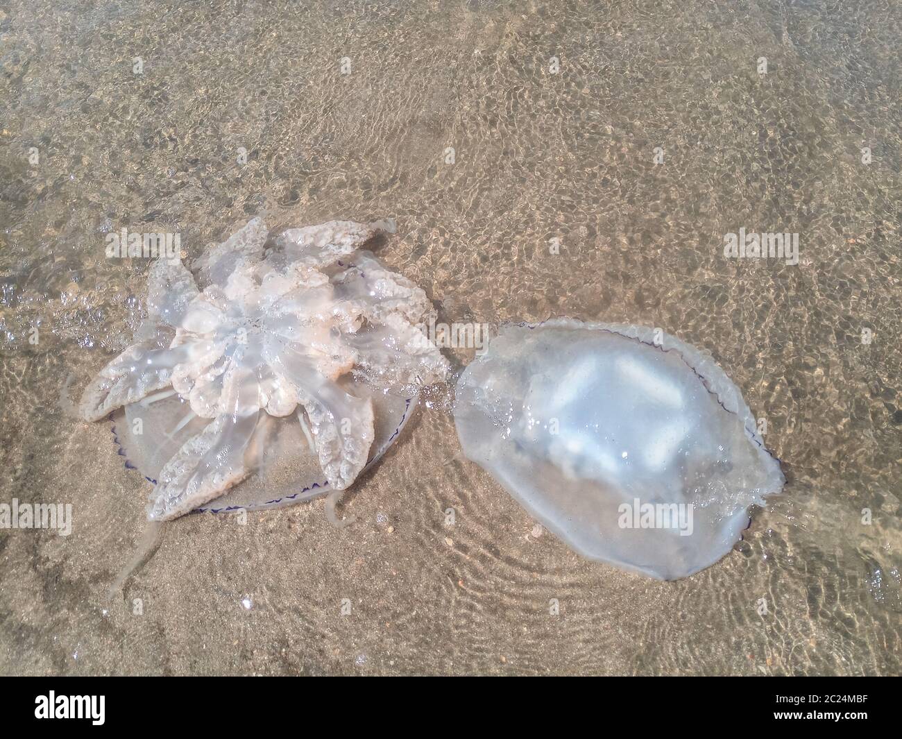 Tote Quallen in den flachen Gewässern des Meeres. Quallen Rhizostomeae Stockfoto