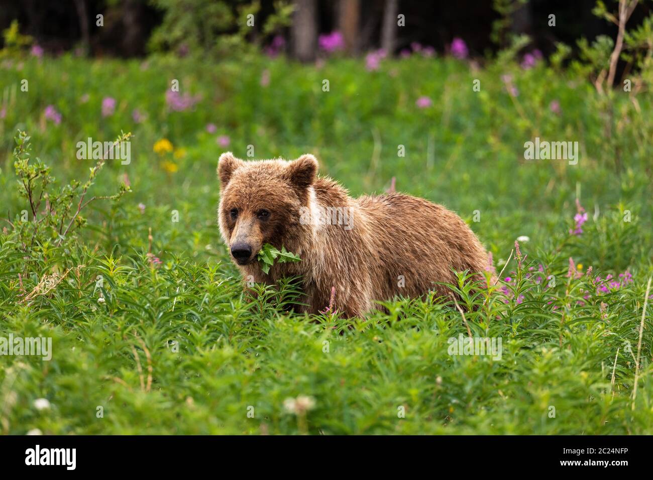 Ein Grizzlybär auf einer Wiese Stockfoto
