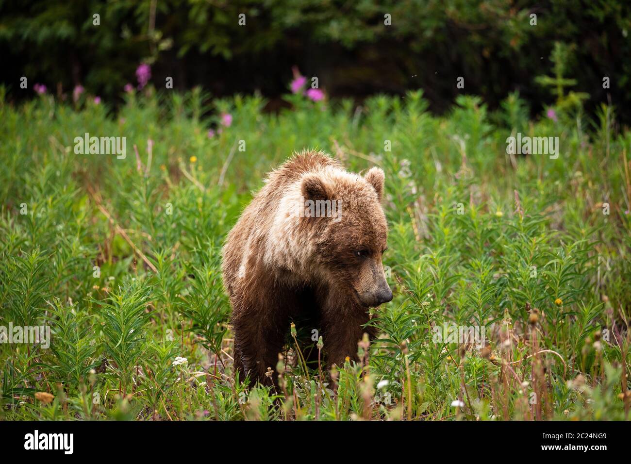 Ein Grizzlybär auf einer Wiese Stockfoto