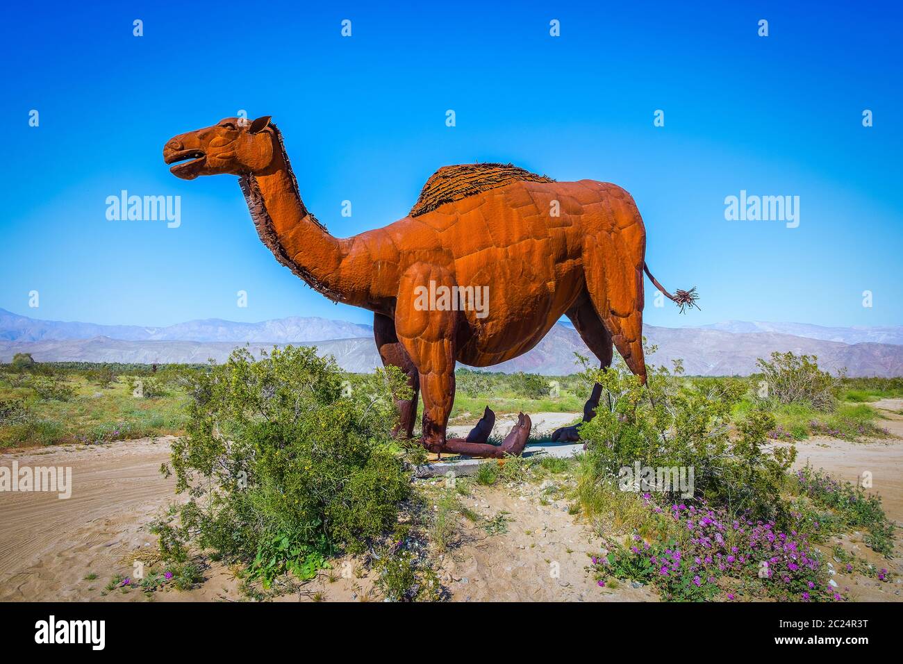 California, USA, März 2019, knieende Dromedary-Metallskulptur des Künstlers Ricardo Breceda im Anza-Borrego Desert State Park Stockfoto