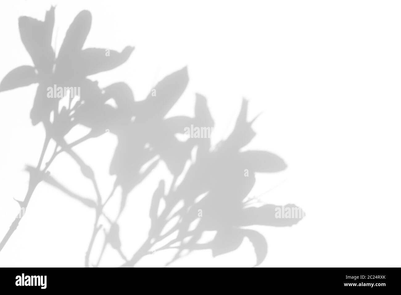 Verschwommener Overlay-Effekt für natürliche Lichteffekte. Graue Schatten der Lilienblumen an einer weißen Wand. Abstrakte neutrale Natur Konzept backgrou Stockfoto