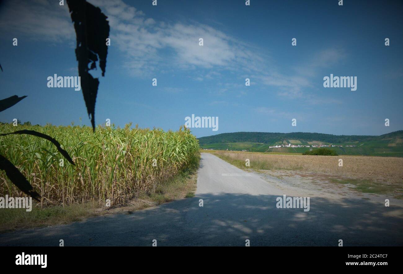 Sorghum Hirse aus der Bodenperspektive gegen den blauen Himmel 2 Stockfoto