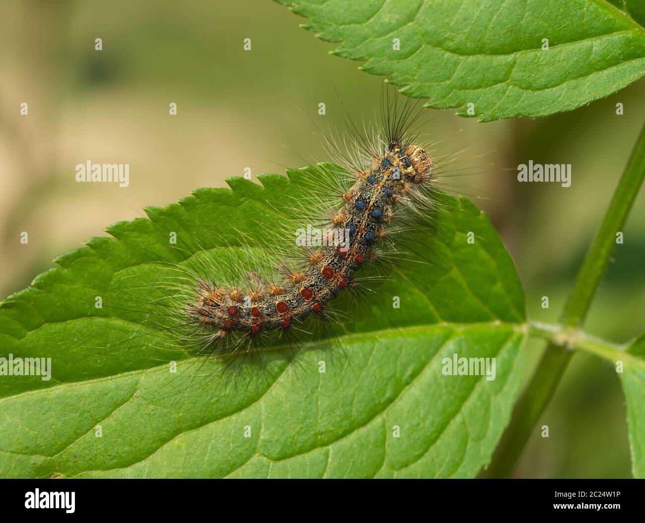 Nahaufnahme einer Raupe Stockfoto