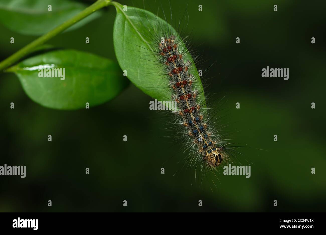 Nahaufnahme einer Raupe Stockfoto