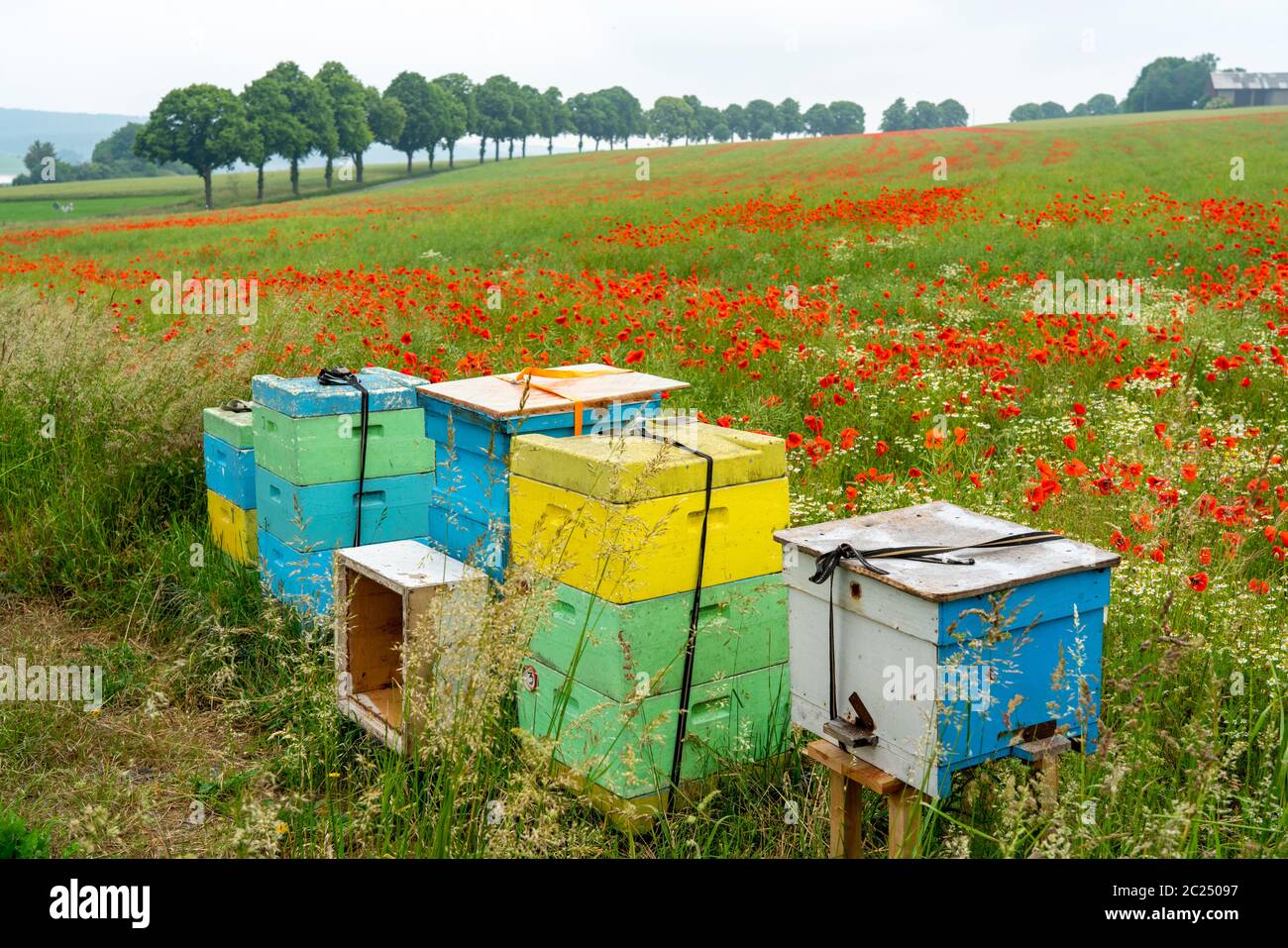 Bienenstöcke, Imkerei auf einem Getreidefeld mit blühenden Mohnblumen, bei Warstein, Sauerland, NRW, Deutschland, Stockfoto