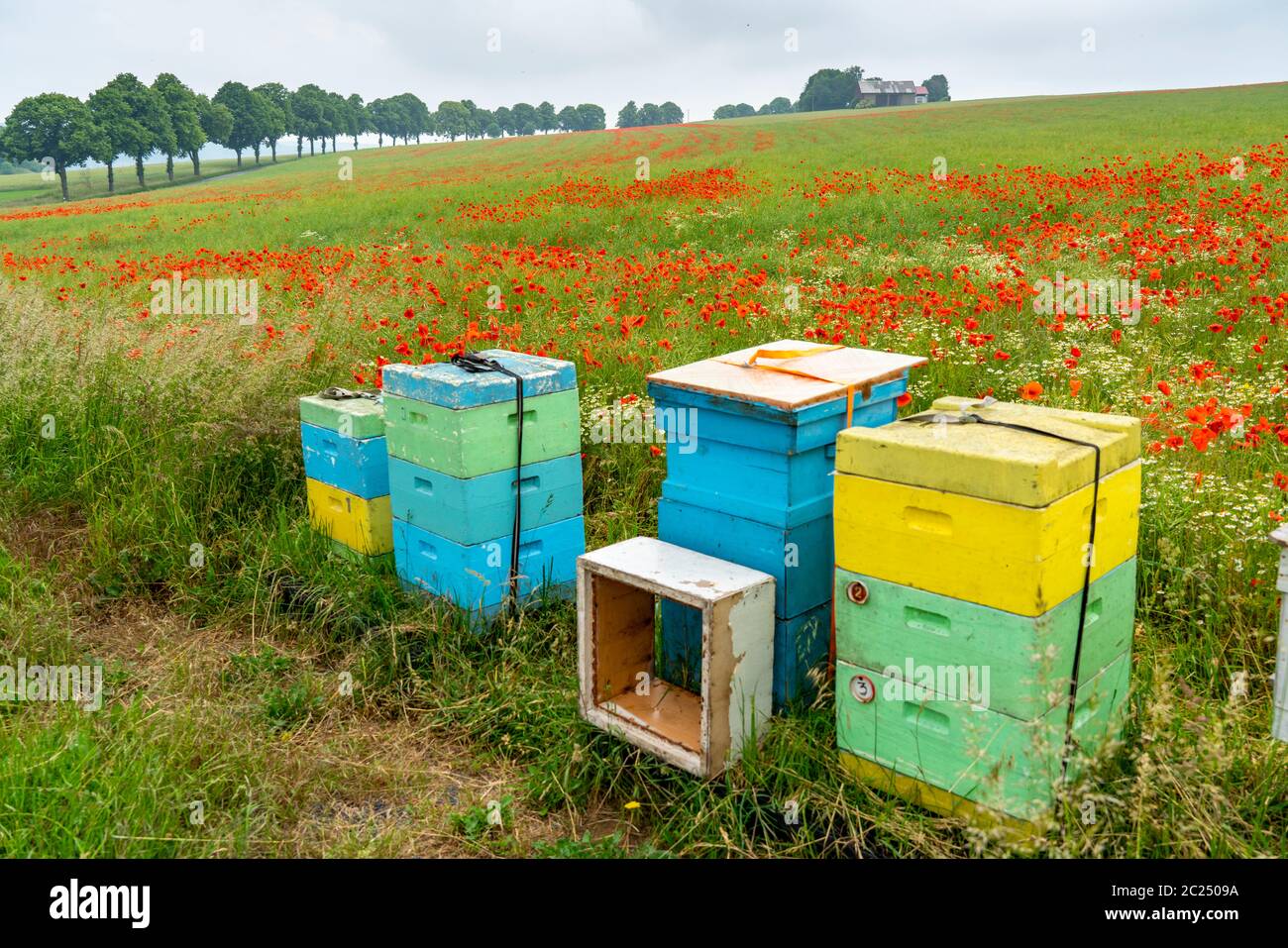 Bienenstöcke, Imkerei auf einem Getreidefeld mit blühenden Mohnblumen, bei Warstein, Sauerland, NRW, Deutschland, Stockfoto