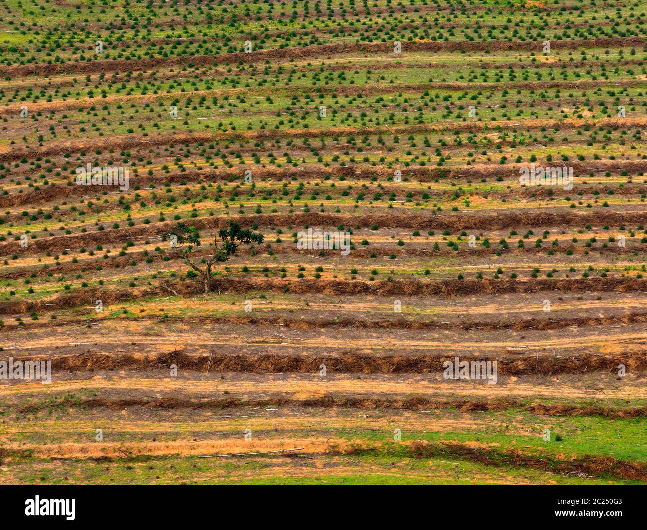 Farming Field - Vogelauge - Drohne Ansicht Stockfoto