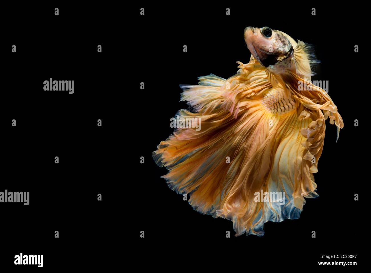 Gelbes Gold Betta Fisch Stockfoto