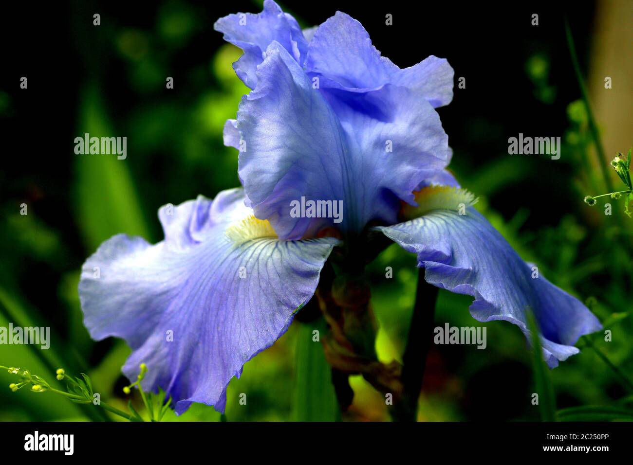 Die lila Iris hat für die Saison geblüht. Stockfoto