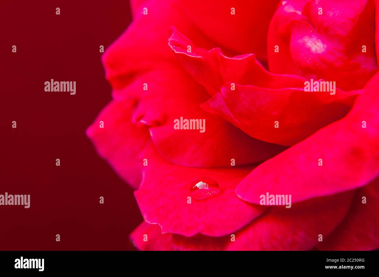 Weiche rote Rose mit Wassertropfen Nahaufnahme Stockfoto